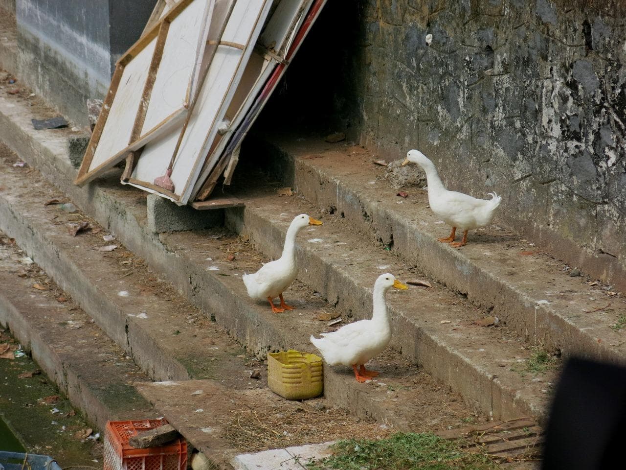 Kerala Scene 7